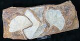 Spectacular Fossil Ginkgo Leaf Plate - North Dakota #15818-3